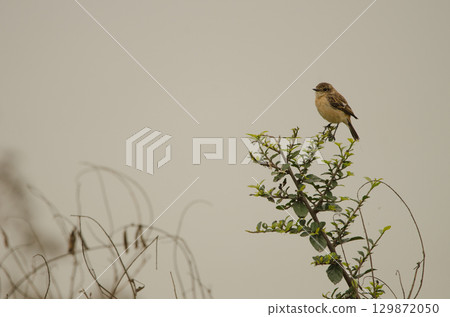 Female stonechat Saxicola sp. 129872050