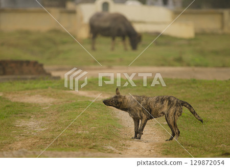 Feral dog shaking off the water. 129872054