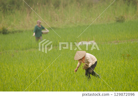 Women working in a paddy field. Women working in a paddy field. 129872096