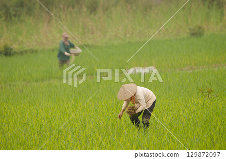 Women working in a paddy field. Women working in a paddy field. 129872097