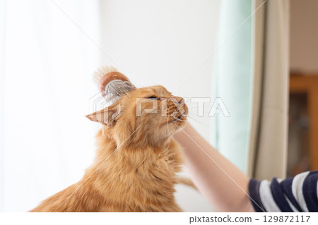 Brushing a cat Brown tabby cat 129872117