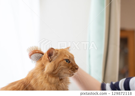 Brushing a cat Brown tabby cat 129872118