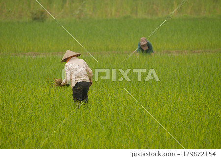 Women working in a paddy field. 129872154