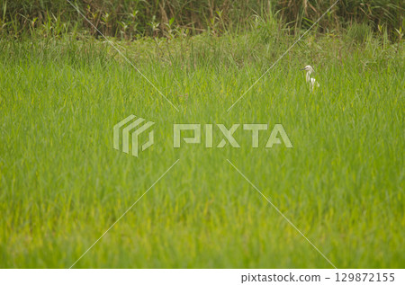 Little egret in a paddy field. 129872155