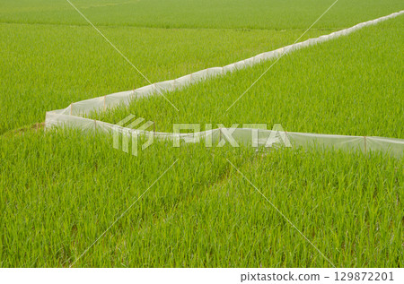 Rice paddy in Van Long. Rice paddy in Van Long. 129872201