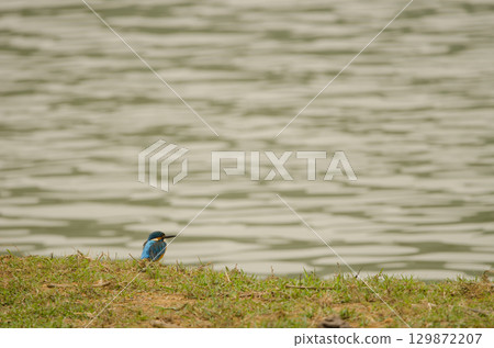 Common kingfisher Alcedo atthis. Common kingfisher Alcedo atthis. 129872207