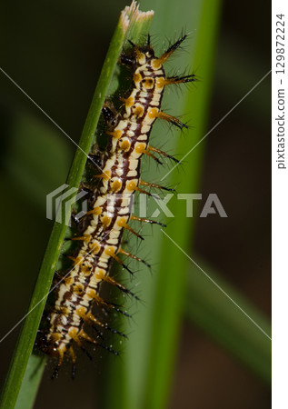 Caterpillar of yellow coster. Caterpillar of yellow coster. 129872224