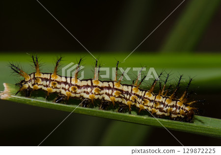 Caterpillar of yellow coster. Caterpillar of yellow coster. 129872225