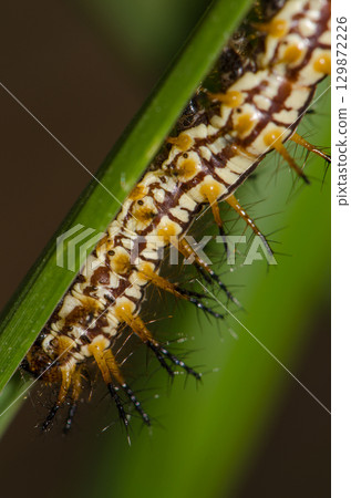 Caterpillar of yellow coster. Caterpillar of yellow coster. 129872226