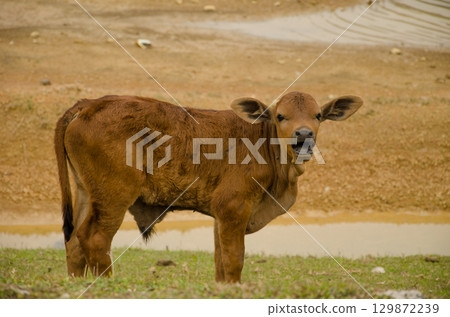Calf Bos taurus. 129872239