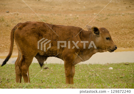 Calf Bos taurus. 129872240