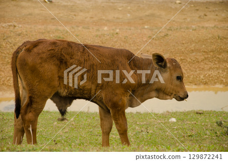 Calf Bos taurus. 129872241