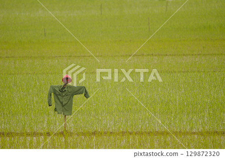 Scarecrow in a rice paddy. Scarecrow in a rice paddy. 129872320