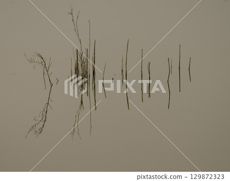 Aquatic plants and their reflection. Aquatic plants and their reflection. 129872323