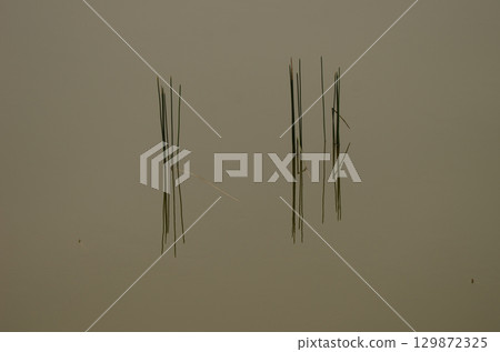 Aquatic plants and their reflection. Aquatic plants and their reflection. 129872325