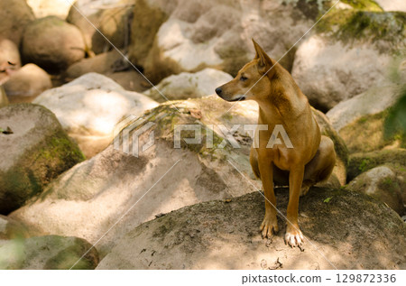 Feral dog Canis familiaris. 129872336