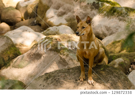 Feral dog Canis familiaris. 129872338