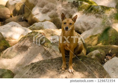 Feral dog Canis familiaris. 129872354