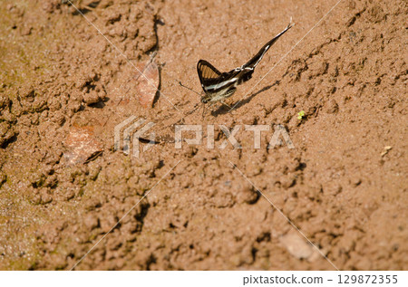 Mud-puddling green dragontail. 129872355