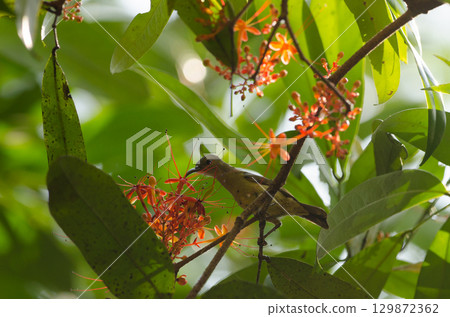 Female crimson sunbird. Female crimson sunbird. 129872362