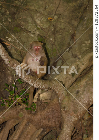 Female rhesus macaque. 129872364