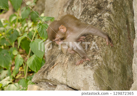 Infant of rhesus macaque. Infant of rhesus macaque. 129872365