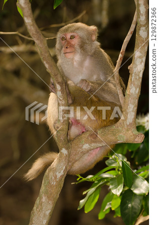 Rhesus macaque Macaca mulatta siamica. 129872366