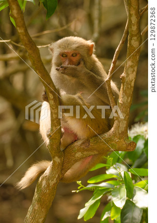 Rhesus macaque Macaca mulatta siamica. 129872368
