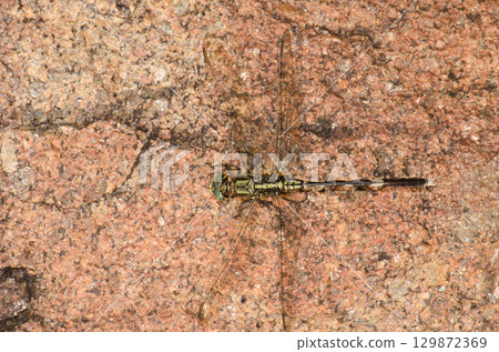 Slender skimmer Orthetrum sabina. 129872369