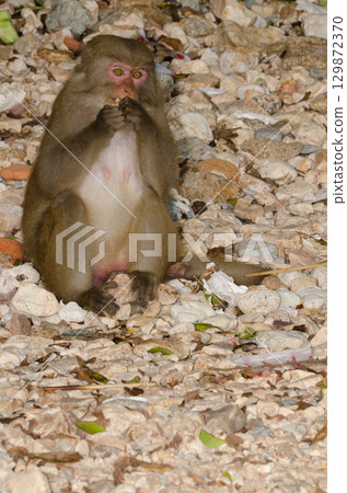 Female rhesus macaque. 129872370