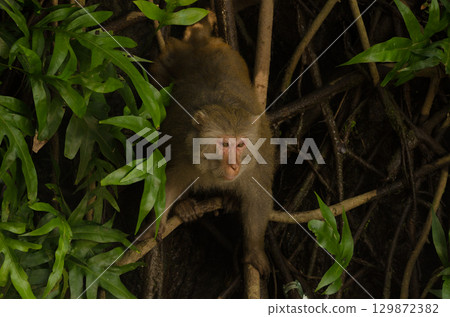 Male rhesus macaque. Male rhesus macaque. 129872382