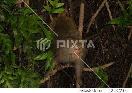 Male rhesus macaque. 129872383