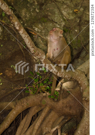 Female rhesus macaque. 129872384