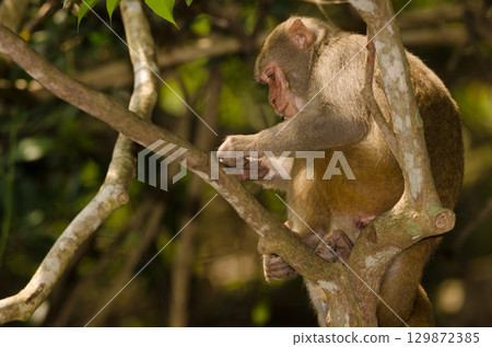 Rhesus macaque Macaca mulatta siamica. Rhesus macaque Macaca mulatta siamica. 129872385