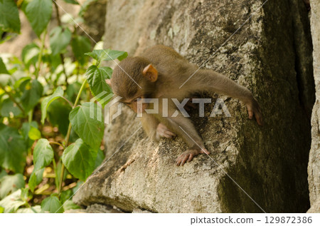 Infant of rhesus macaque. 129872386