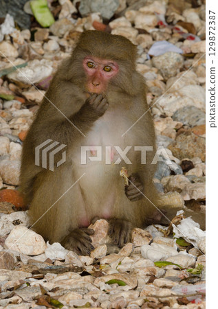 Female rhesus macaque. 129872387