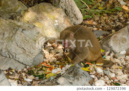 Male rhesus macaque. 129872396