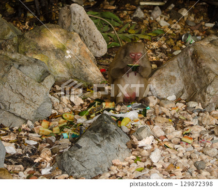 Female rhesus macaque. Female rhesus macaque. 129872398