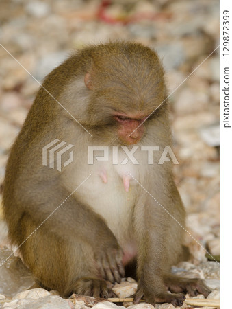 Female rhesus macaque. Female rhesus macaque. 129872399