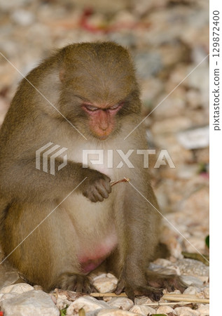 Female rhesus macaque. 129872400