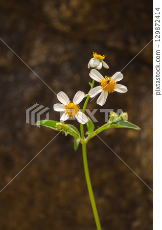 Flowers of cobblers pegs. 129872414