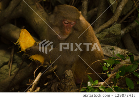 Rhesus macaque with a mango stone. 129872415