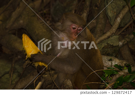 Rhesus macaque with a mango stone. 129872417