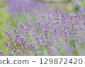 薰衣草 129872420