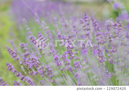 薰衣草 129872420