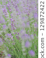 薰衣草 129872422