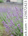 薰衣草 129872423