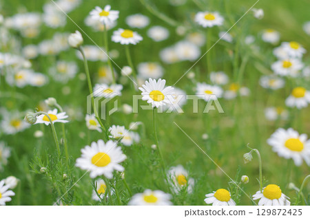 Chamomile Chamomile 129872425