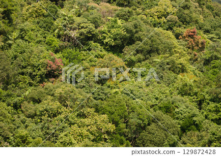 Forest in Son Tra Natural Reserve. Forest in Son Tra Natural Reserve. 129872428
