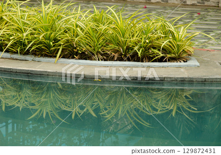 Spider plants next to a swimming pool. 129872431